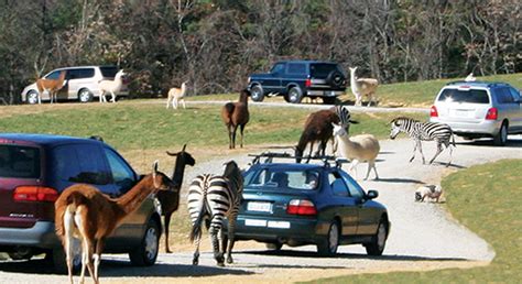Safari park virginia - Safari park. A safari park, sometimes known as a wildlife park, is a zoo -like commercial drive-in tourist attraction where visitors can drive their own vehicles or ride in vehicles provided by the facility to observe freely roaming animals. A safari park is larger than a zoo and smaller than a game reserve.